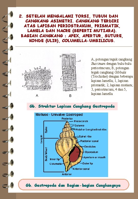 2. SETELAH MENGALAMI TORSI, TUBUH DAN CANGKANG ASIMETRI. CANGKANG TERDIRI ATAS LAPISAN PERIOSTRAKUM, PRISMATIK,