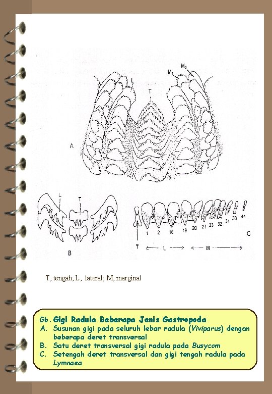 T, tengah; L, lateral; M, marginal Gb. Gigi Radula Beberapa Jenis Gastropoda A. Susunan