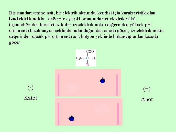 Bir standart amino asit, bir elektrik alanında, kendisi için karakteristik olan izoelektrik nokta değerine