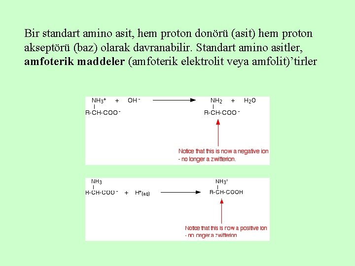 Bir standart amino asit, hem proton donörü (asit) hem proton akseptörü (baz) olarak davranabilir.