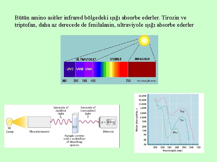 Bütün amino asitler infrared bölgedeki ışığı absorbe ederler. Tirozin ve triptofan, daha az derecede