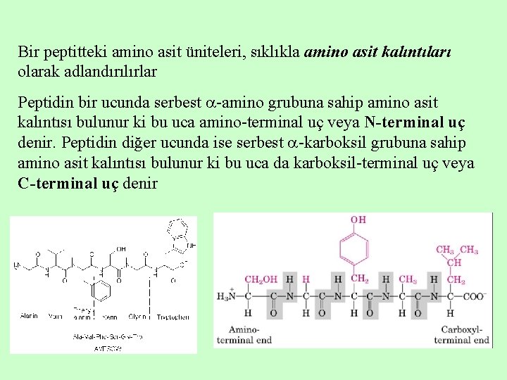 Bir peptitteki amino asit üniteleri, sıklıkla amino asit kalıntıları olarak adlandırılırlar Peptidin bir ucunda