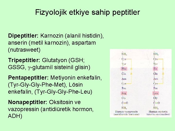 Fizyolojik etkiye sahip peptitler Dipeptitler: Karnozin (alanil histidin), anserin (metil karnozin), aspartam (nutrasweet) Tripeptitler: