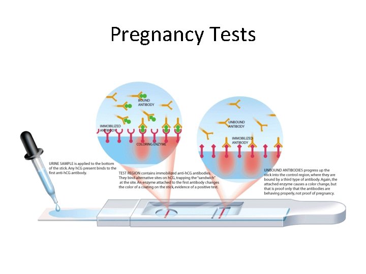 Pregnancy Tests 
