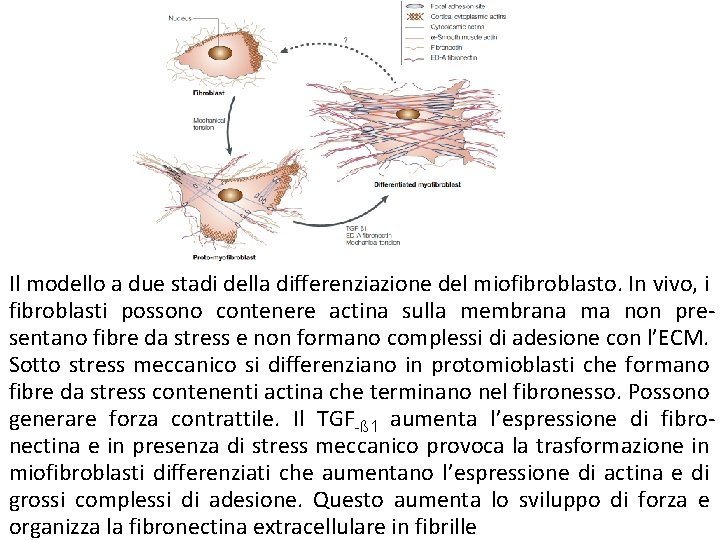 Il modello a due stadi della differenziazione del miofibroblasto. In vivo, i fibroblasti possono