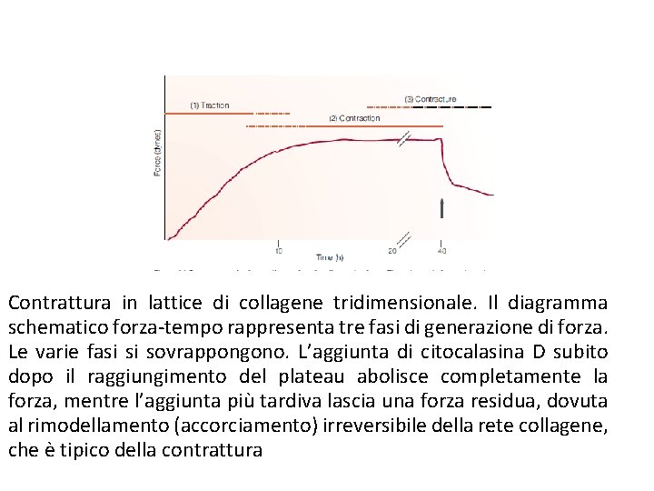 Contrattura in lattice di collagene tridimensionale. Il diagramma schematico forza-tempo rappresenta tre fasi di