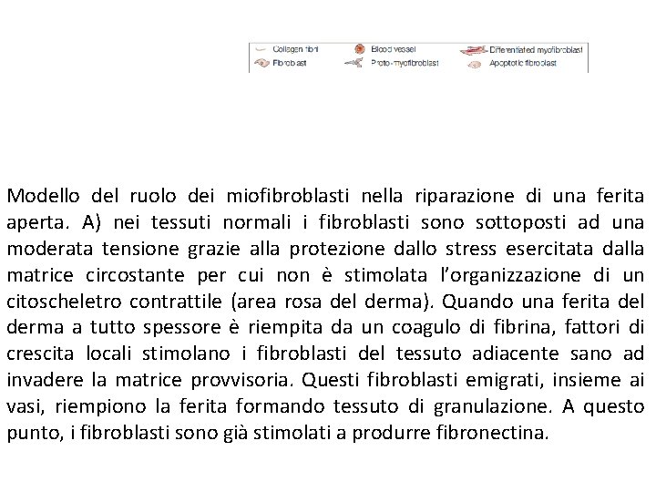 Modello del ruolo dei miofibroblasti nella riparazione di una ferita aperta. A) nei tessuti