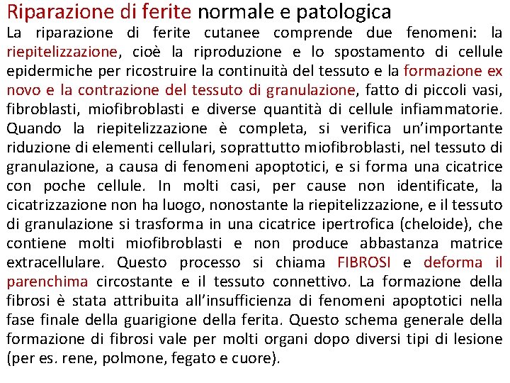 Riparazione di ferite normale e patologica La riparazione di ferite cutanee comprende due fenomeni: