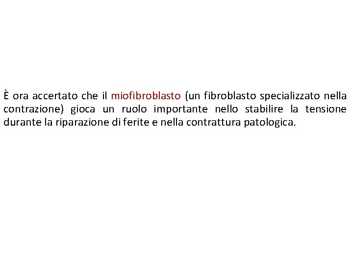 È ora accertato che il miofibroblasto (un fibroblasto specializzato nella contrazione) gioca un ruolo