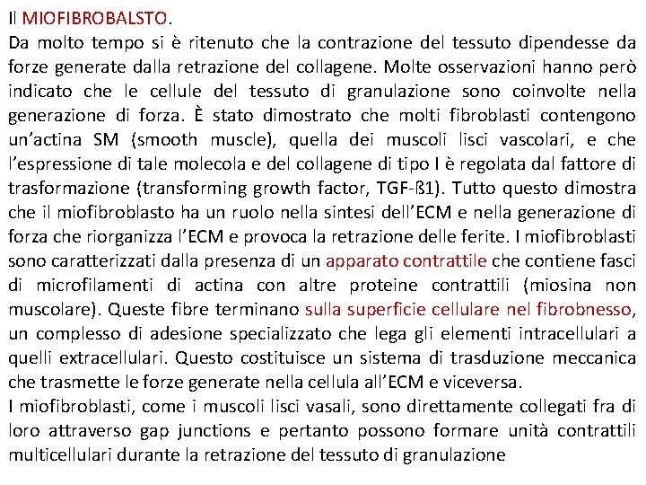 Il MIOFIBROBALSTO. Da molto tempo si è ritenuto che la contrazione del tessuto dipendesse