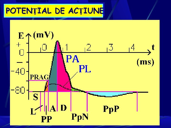 POTENŢIAL DE ACŢIUNE POTENŢIAL DE ACŢIUNE