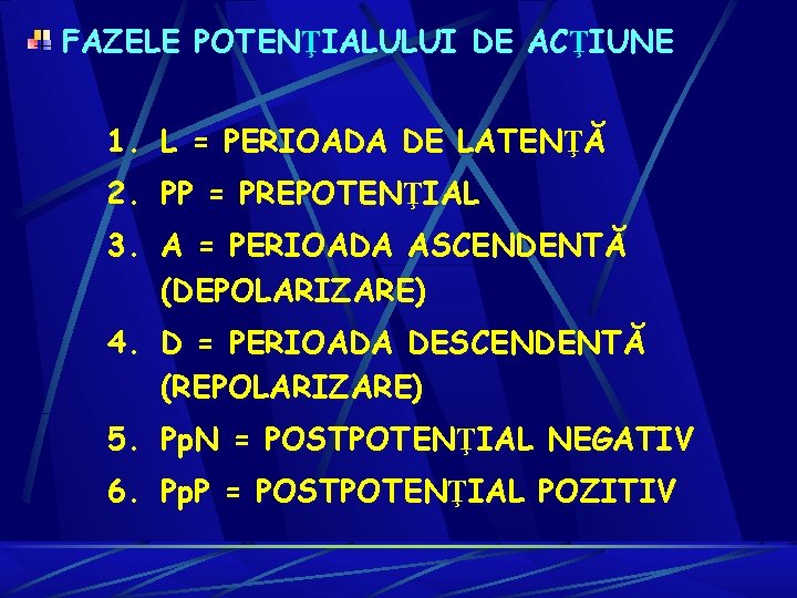 FAZELE POTENŢIALULUI DE ACŢIUNE 1. L = PERIOADA DE LATENŢĂ 2. PP = PREPOTENŢIAL FAZELE POTENŢIALULUI DE ACŢIUNE 1. L = PERIOADA DE LATENŢĂ 2. PP = PREPOTENŢIAL