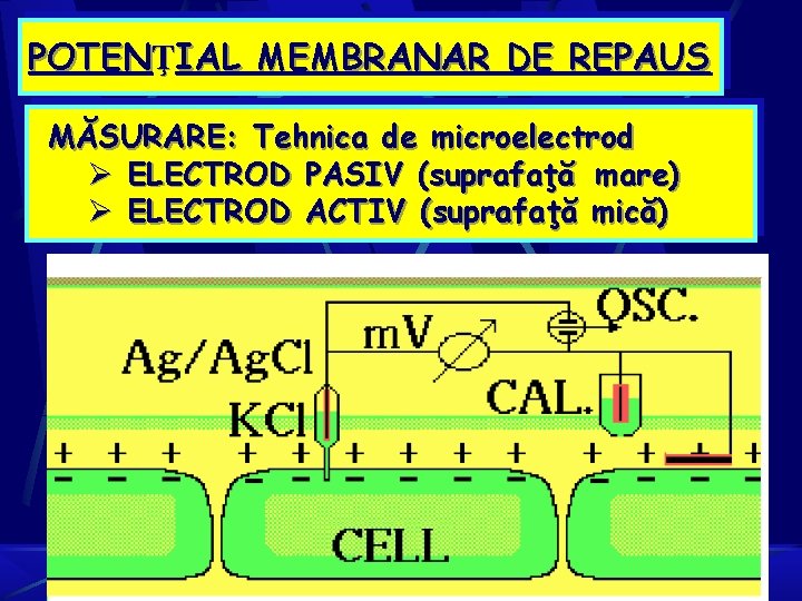 POTENŢIAL MEMBRANAR DE REPAUS MĂSURARE: Tehnica de microelectrod Ø ELECTROD PASIV (suprafaţă mare) Ø