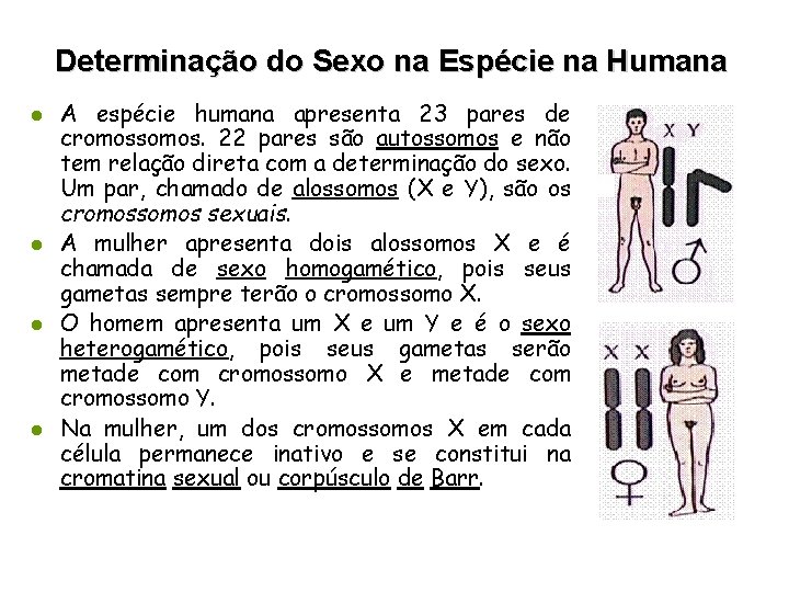 Determinação do Sexo na Espécie na Humana l l A espécie humana apresenta 23