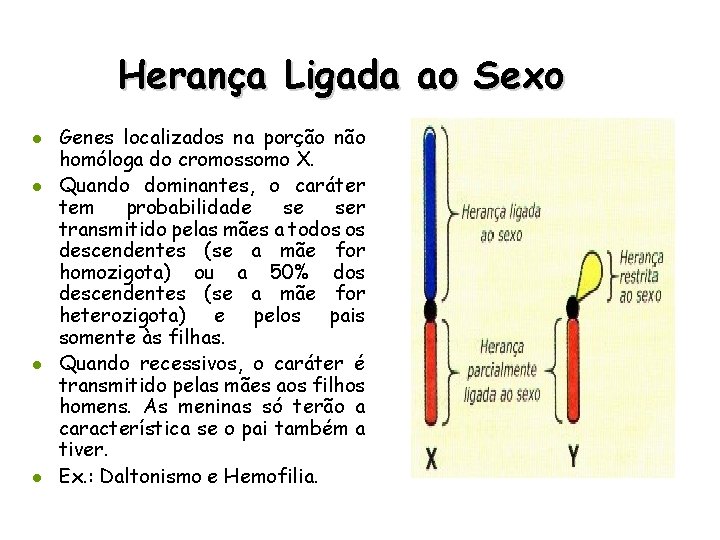 Herança Ligada ao Sexo l l Genes localizados na porção não homóloga do cromossomo
