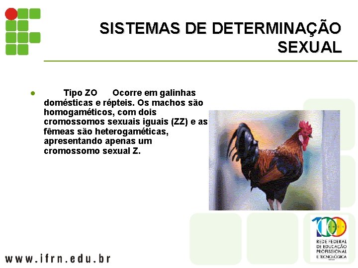 SISTEMAS DE DETERMINAÇÃO SEXUAL l Tipo ZO Ocorre em galinhas domésticas e répteis. Os