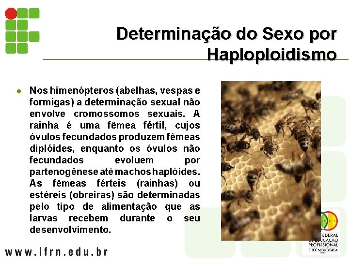 Determinação do Sexo por Haploploidismo l Nos himenópteros (abelhas, vespas e formigas) a determinação