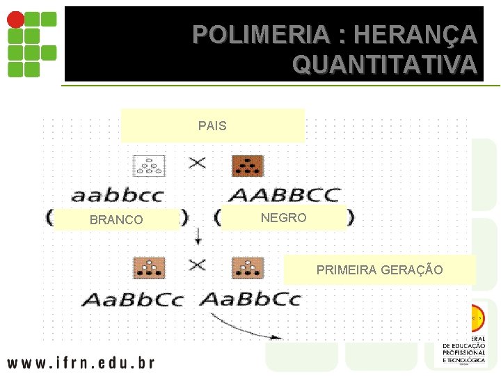 POLIMERIA : HERANÇA QUANTITATIVA PAIS BRANCO NEGRO PRIMEIRA GERAÇÃO 