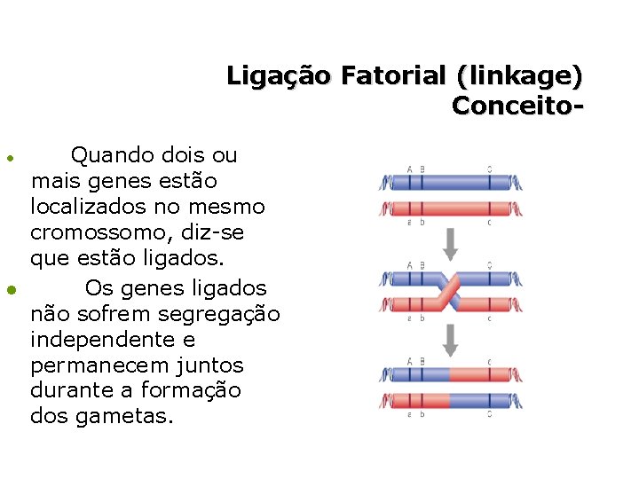 Ligação Fatorial (linkage) Conceitol l Quando dois ou mais genes estão localizados no mesmo