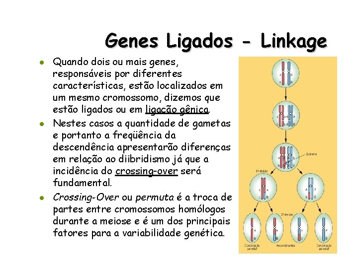 Genes Ligados - Linkage l l l Quando dois ou mais genes, responsáveis por