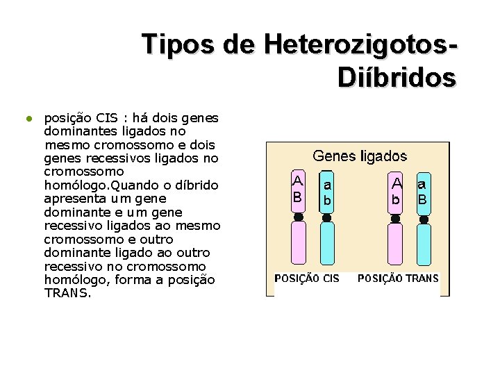 Tipos de Heterozigotos. Diíbridos l posição CIS : há dois genes dominantes ligados no