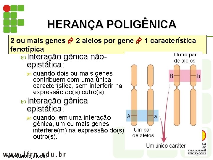HERANÇA POLIGÊNICA 2 ou mais genes 2 alelos por gene 1 característica fenotípica Interação