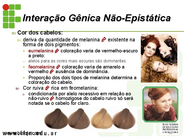 Interação Gênica Não-Epistática Cor dos cabelos: Cor dos cabelos deriva da quantidade de melanina