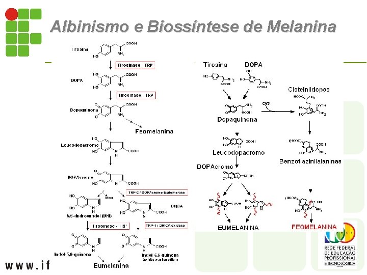 Albinismo e Biossíntese de Melanina 