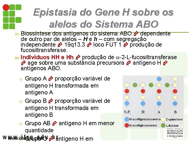 Epistasia do Gene H sobre os alelos do Sistema ABO Biossíntese dos antígenos do