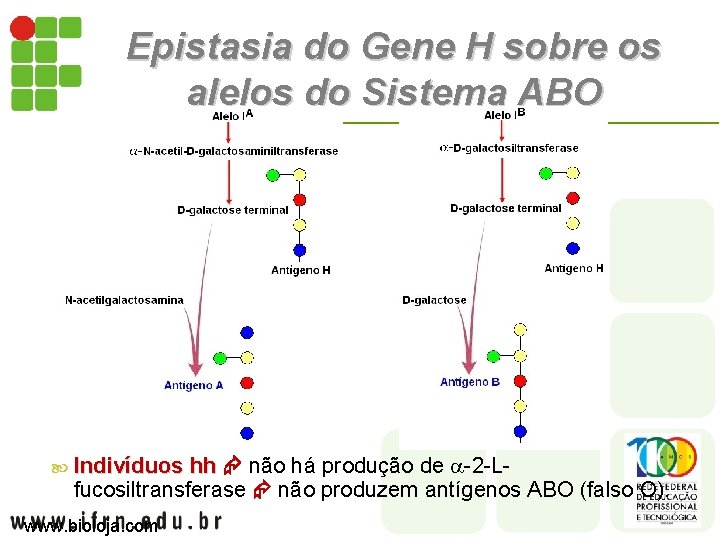 Epistasia do Gene H sobre os alelos do Sistema ABO Indivíduos hh não há