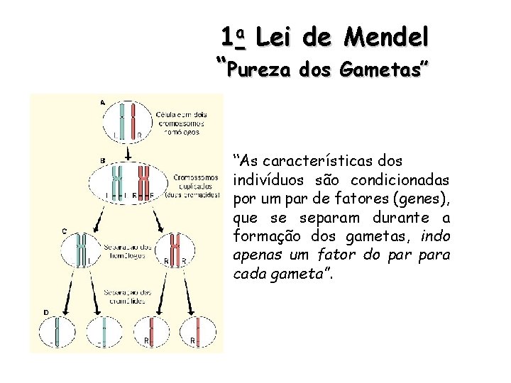 1 a Lei de Mendel “Pureza dos Gametas” “As características dos indivíduos são condicionadas
