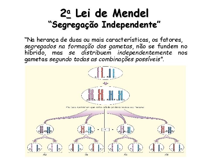 2 a Lei de Mendel “Segregação Independente” “Na herança de duas ou mais características,
