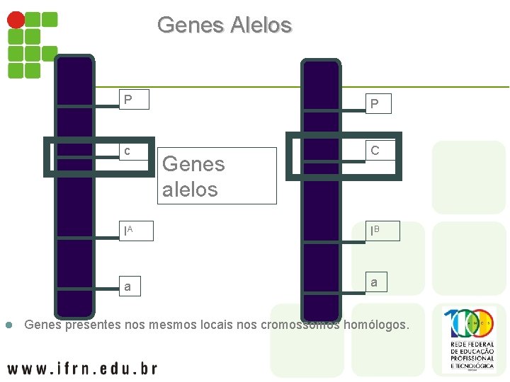 Genes Alelos l P P c C Genes alelos IA IB a a Genes