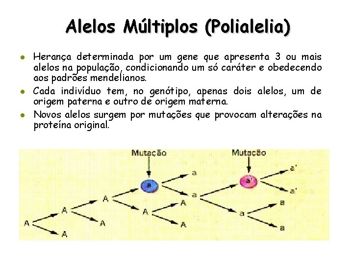 Alelos Múltiplos (Polialelia) l l l Herança determinada por um gene que apresenta 3
