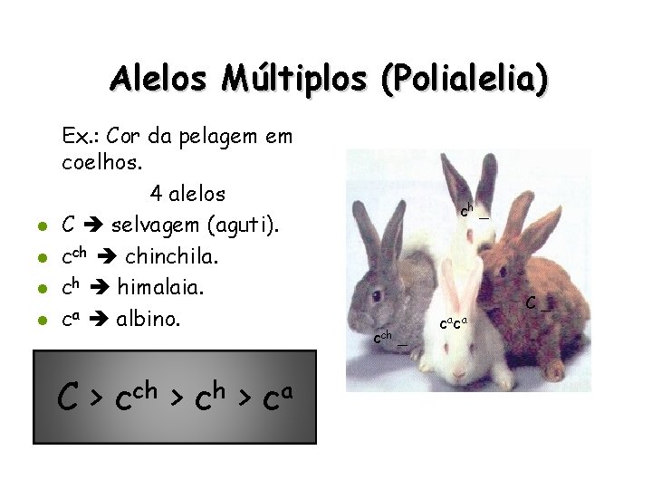 Alelos Múltiplos (Polialelia) l l Ex. : Cor da pelagem em coelhos. 4 alelos