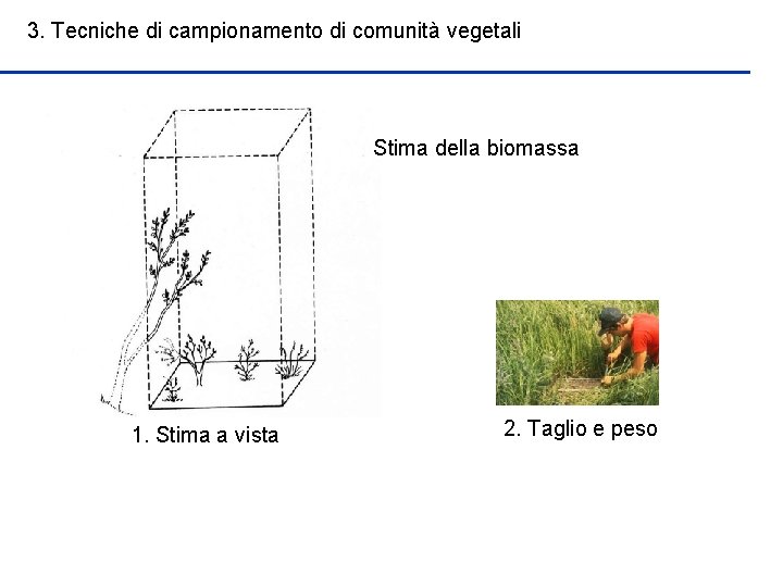 3. Tecniche di campionamento di comunità vegetali Stima della biomassa 1. Stima a vista