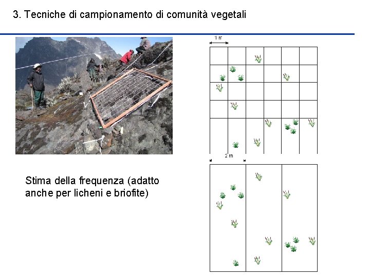 3. Tecniche di campionamento di comunità vegetali Stima della frequenza (adatto anche per licheni