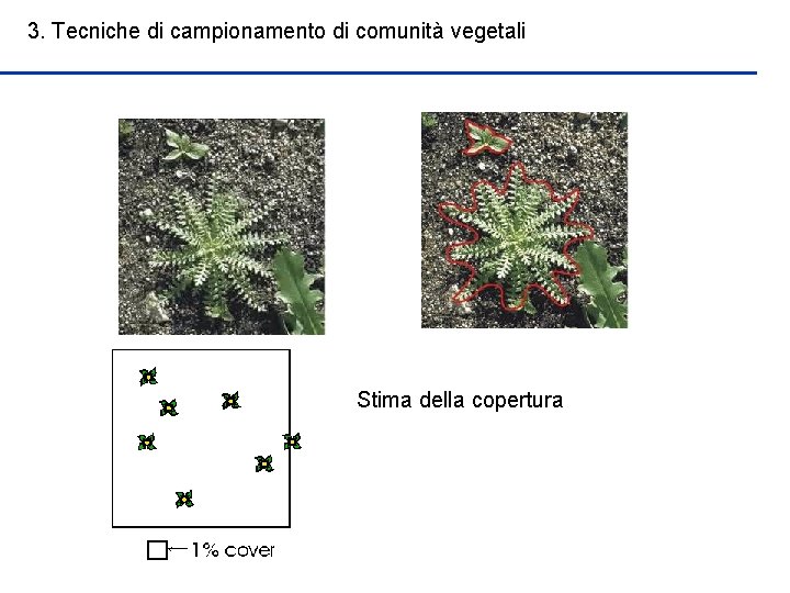 3. Tecniche di campionamento di comunità vegetali Stima della copertura 