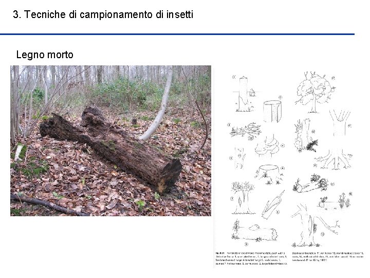 3. Tecniche di campionamento di insetti Legno morto 