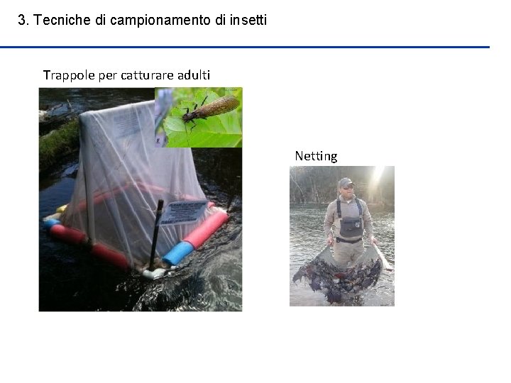 3. Tecniche di campionamento di insetti Trappole per catturare adulti Netting 