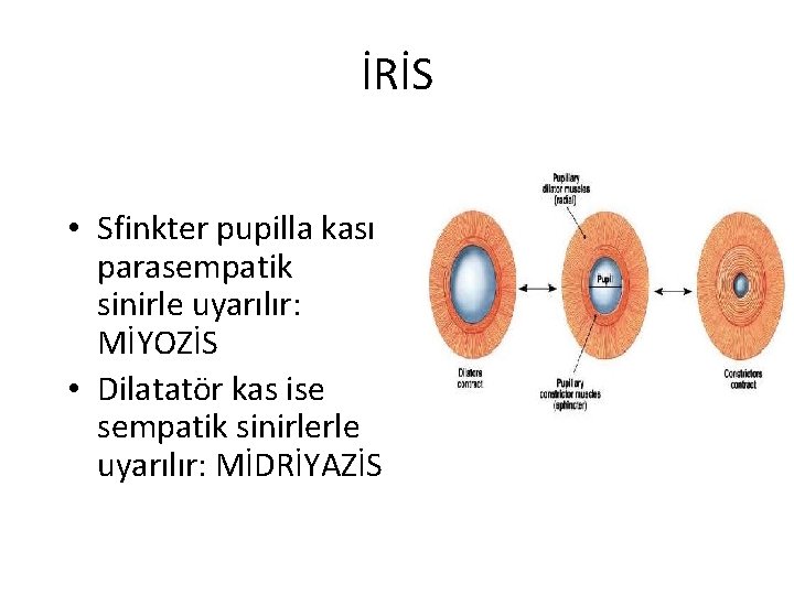 İRİS • Sfinkter pupilla kası parasempatik sinirle uyarılır: MİYOZİS • Dilatatör kas ise sempatik