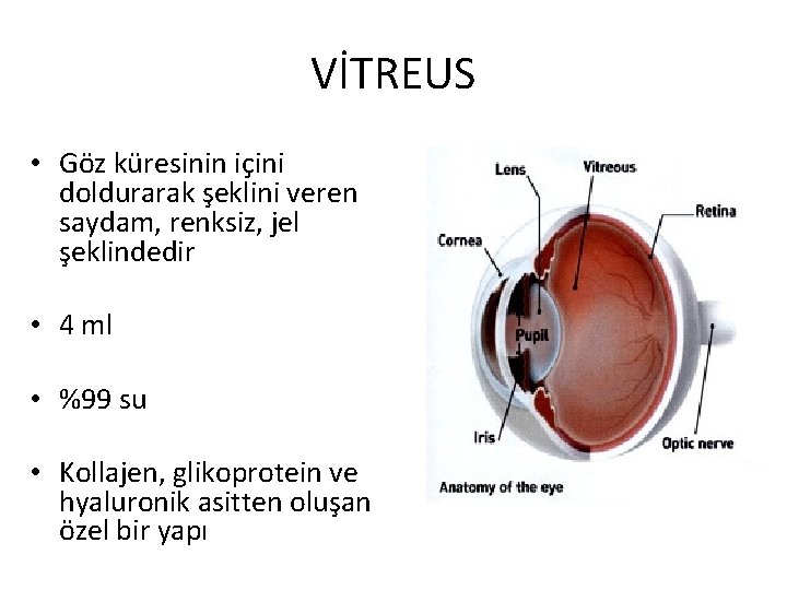 VİTREUS • Göz küresinin içini doldurarak şeklini veren saydam, renksiz, jel şeklindedir • 4