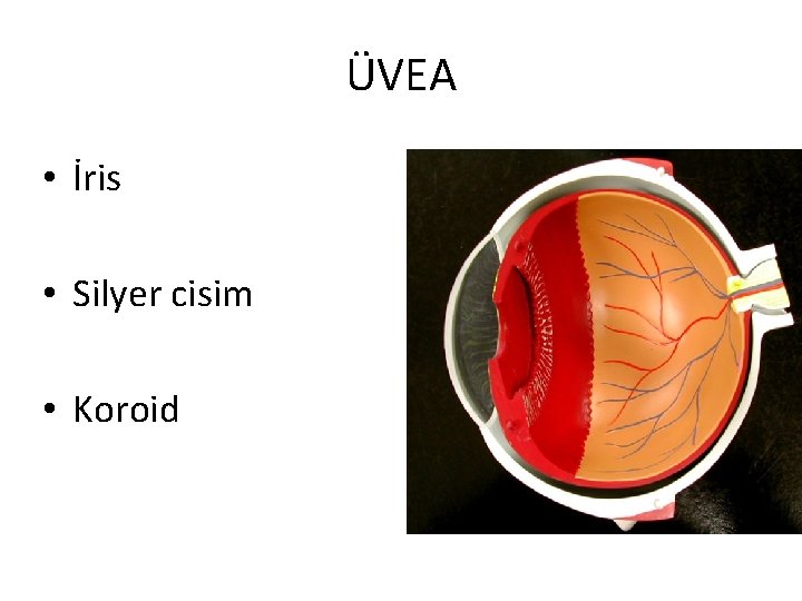 ÜVEA • İris • Silyer cisim • Koroid 