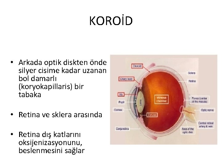 KOROİD • Arkada optik diskten önde silyer cisime kadar uzanan bol damarlı (koryokapillaris) bir