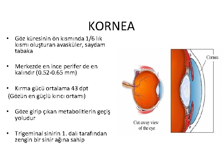 KORNEA • Göz küresinin ön kısmında 1/6 lık kısmı oluşturan avasküler, saydam tabaka •