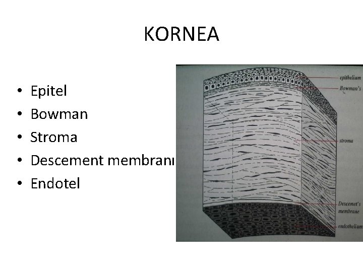 KORNEA • • • Epitel Bowman Stroma Descement membranı Endotel 