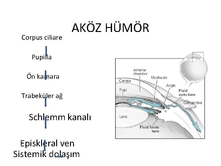 Corpus ciliare AKÖZ HÜMÖR Pupilla Ön kamara Trabeküler ağ Schlemm kanalı Episkleral ven Sistemik