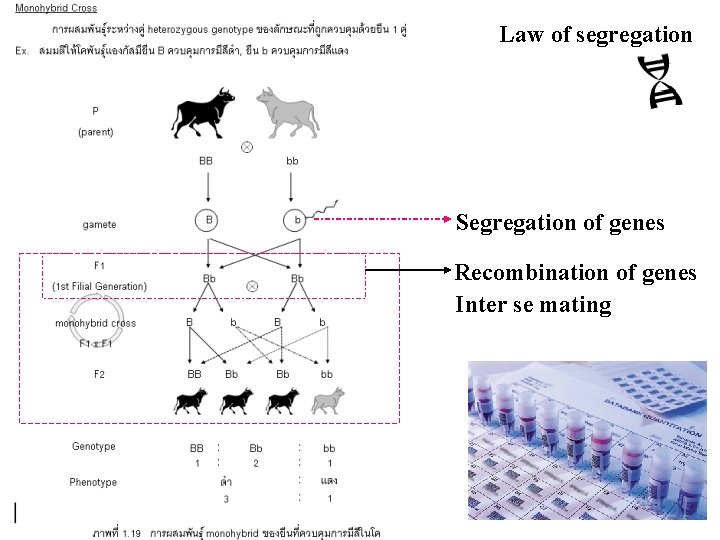Law of segregation Segregation of genes Recombination of genes Inter se mating 