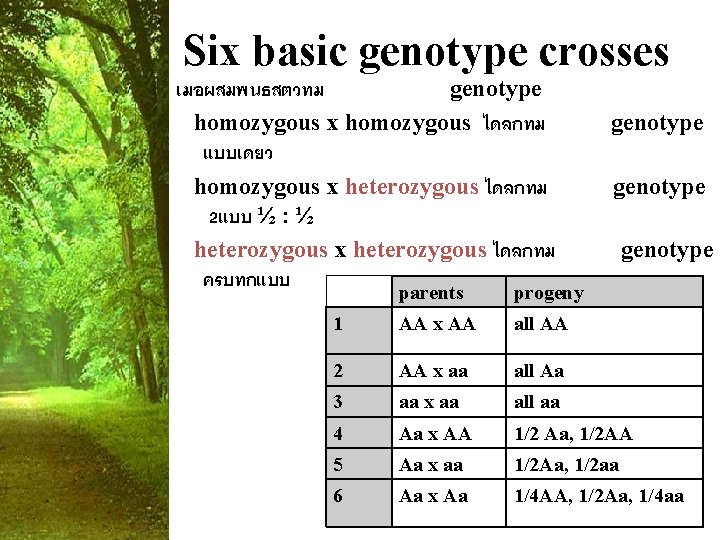 Six basic genotype crosses เมอผสมพนธสตวทม genotype homozygous x homozygous ไดลกทม แบบเดยว homozygous x heterozygous