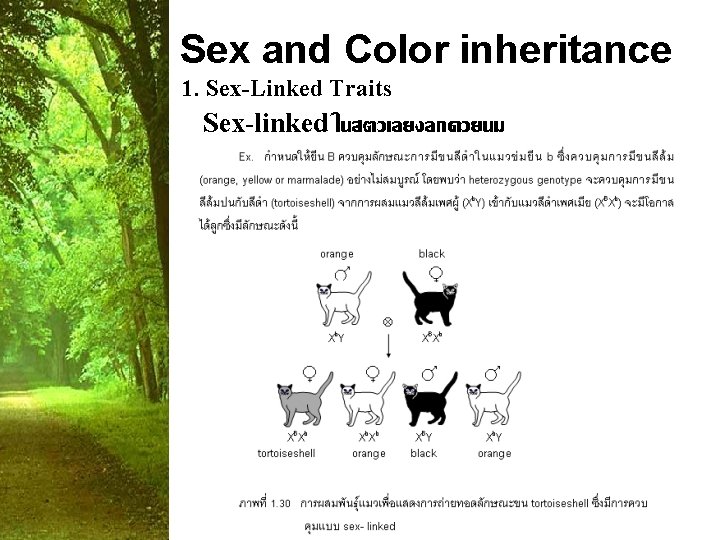 Sex and Color inheritance 1. Sex-Linked Traits Sex-linked ในสตวเลยงลกดวยนม 